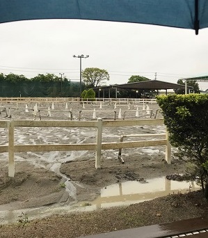 雨の日の主役☆