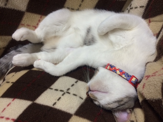 そろそろ冬支度